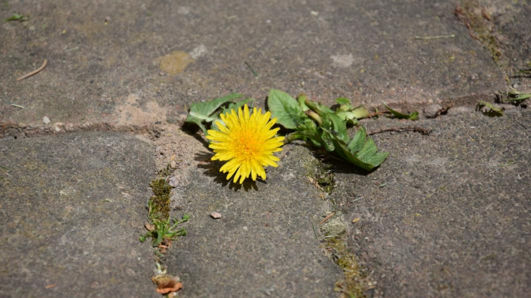 paardenbloem op stoep