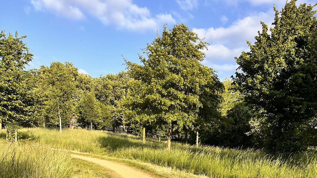 bomen