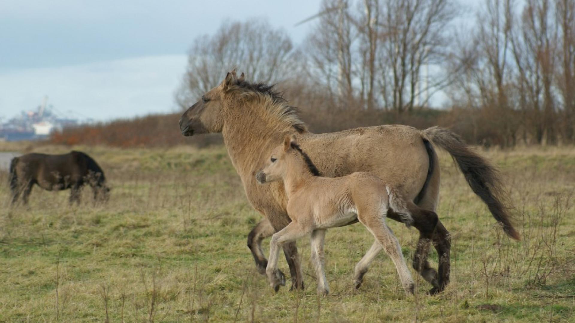 Konikpaard
