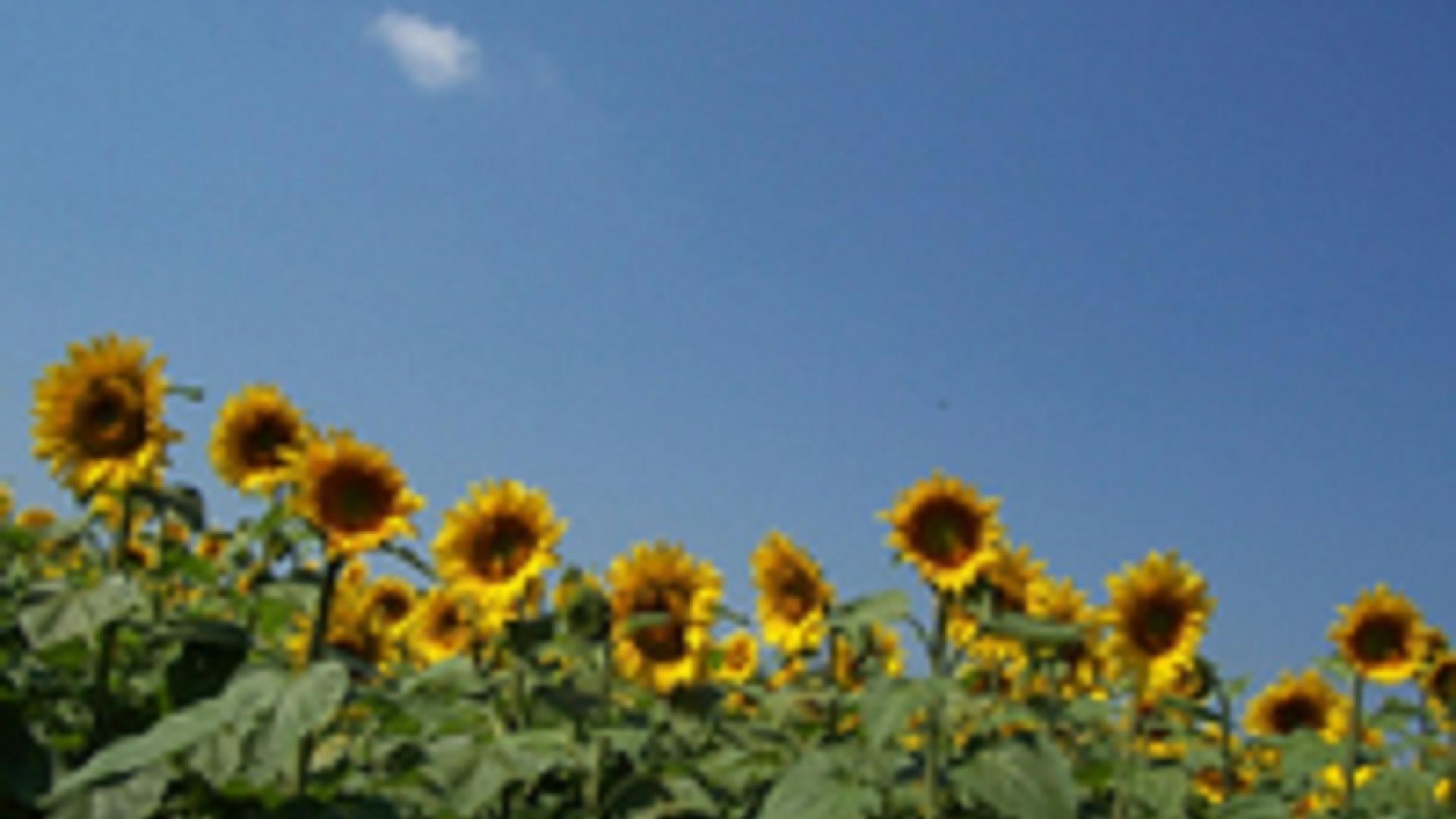 zonnig.jpg